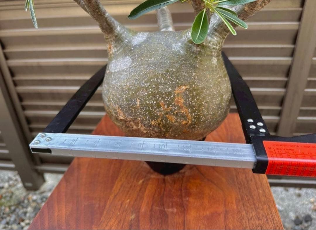 パキポディウム グラキリス 現地株 大株 良形 コレクション 丸 多枝 幅17㎝