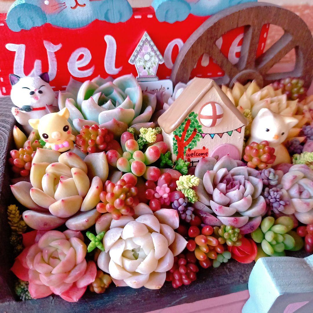 ❤️多肉植物❤️そのまま飾れる寄せ植え❤️サバトラねこちゃん~❤️