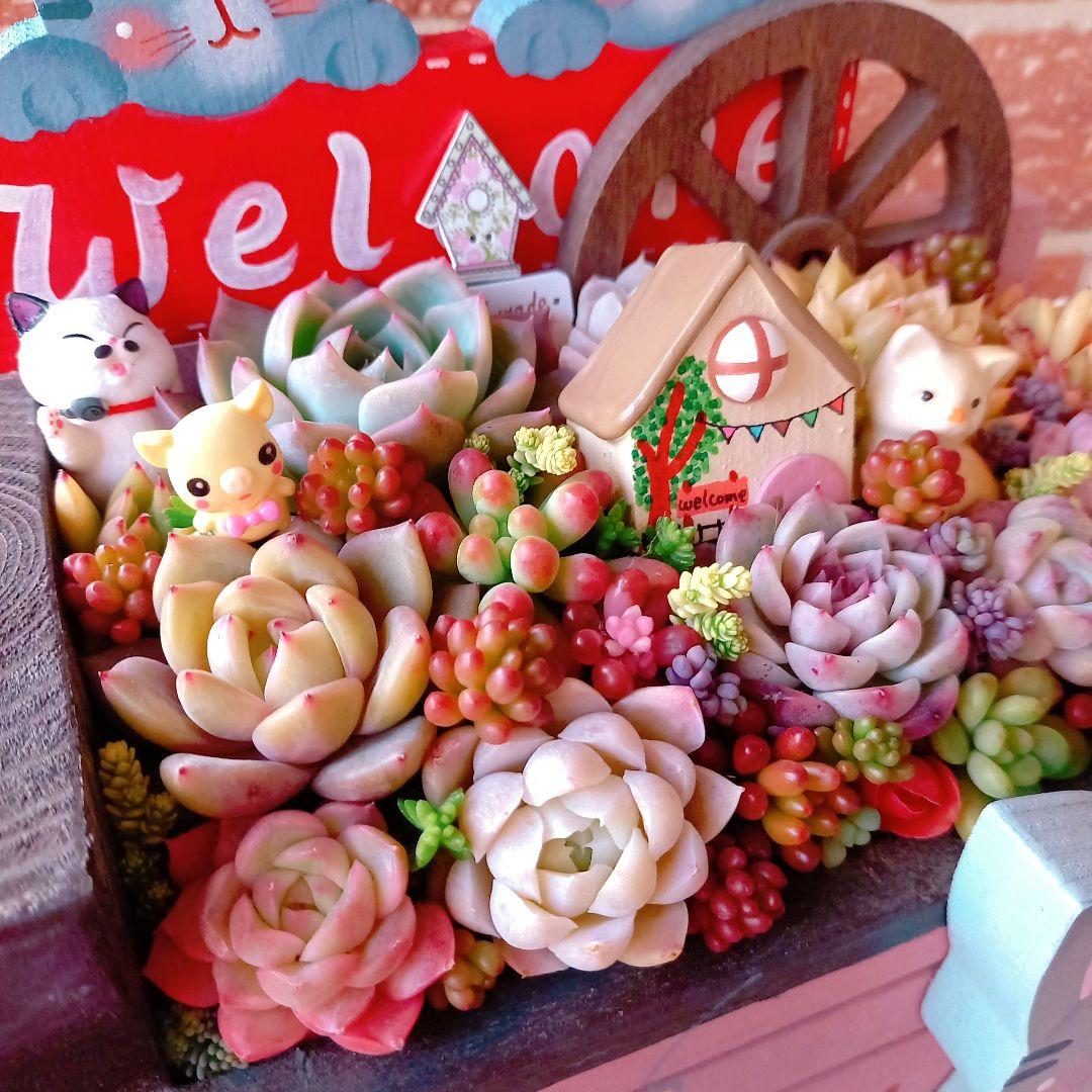 ❤️多肉植物❤️そのまま飾れる寄せ植え❤️サバトラねこちゃん~❤️