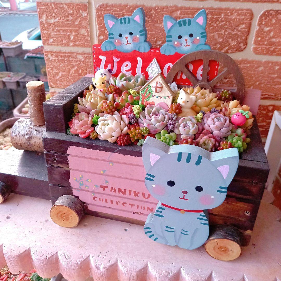 ❤️多肉植物❤️そのまま飾れる寄せ植え❤️サバトラねこちゃん~❤️