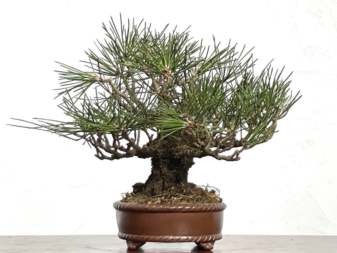 三河盆栽　黒松　盆栽　小品