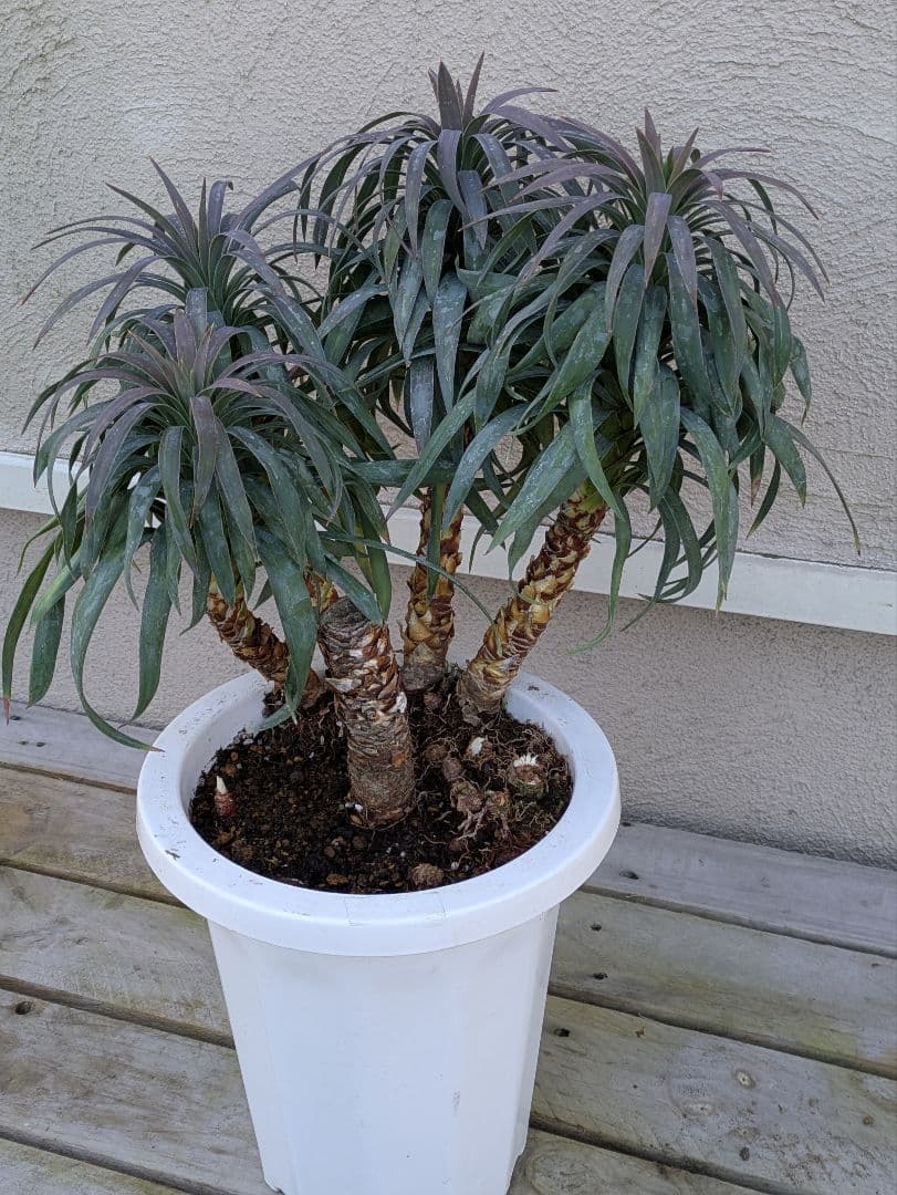 【コンパクトサイズ】ユッカ　デスメティアーナ子株付き