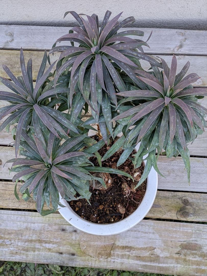 【コンパクトサイズ】ユッカ　デスメティアーナ子株付き