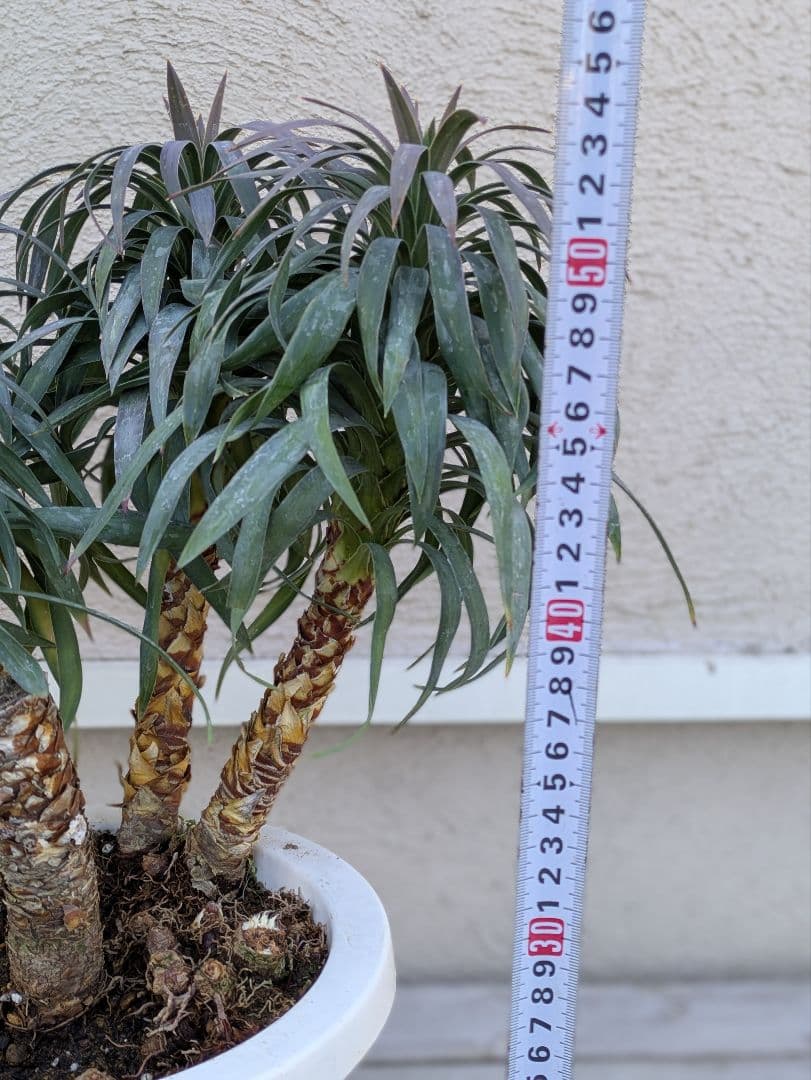 【コンパクトサイズ】ユッカ　デスメティアーナ子株付き