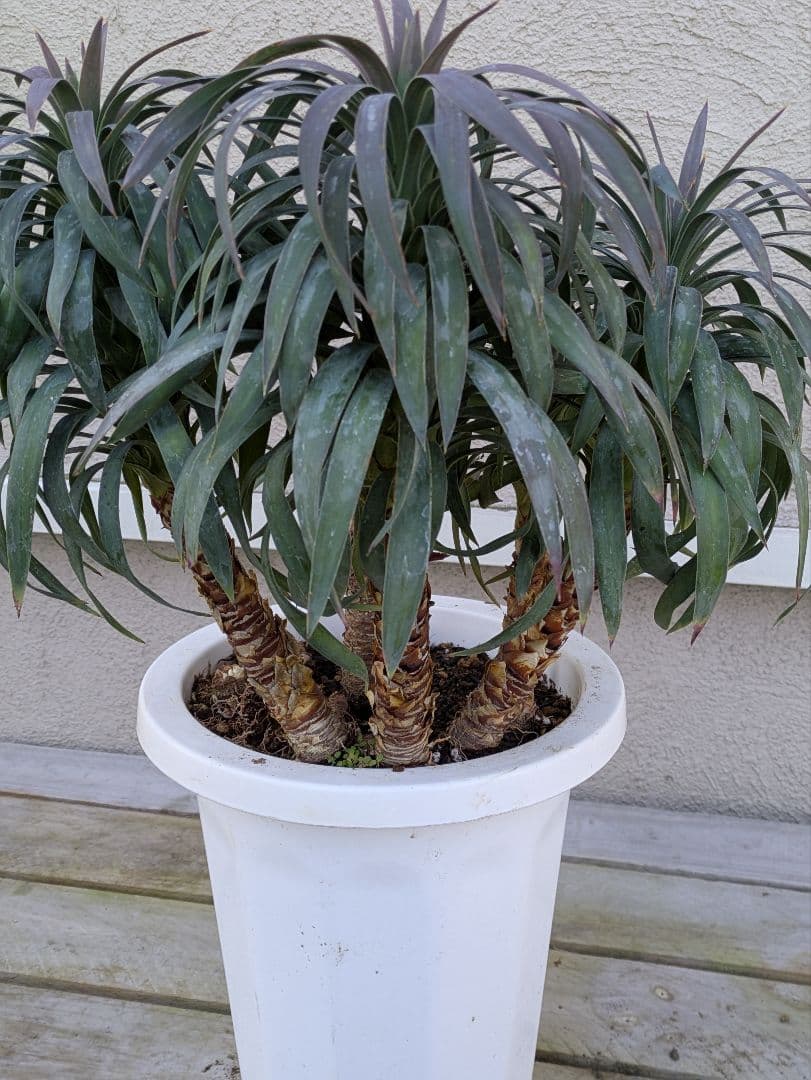 【コンパクトサイズ】ユッカ　デスメティアーナ子株付き