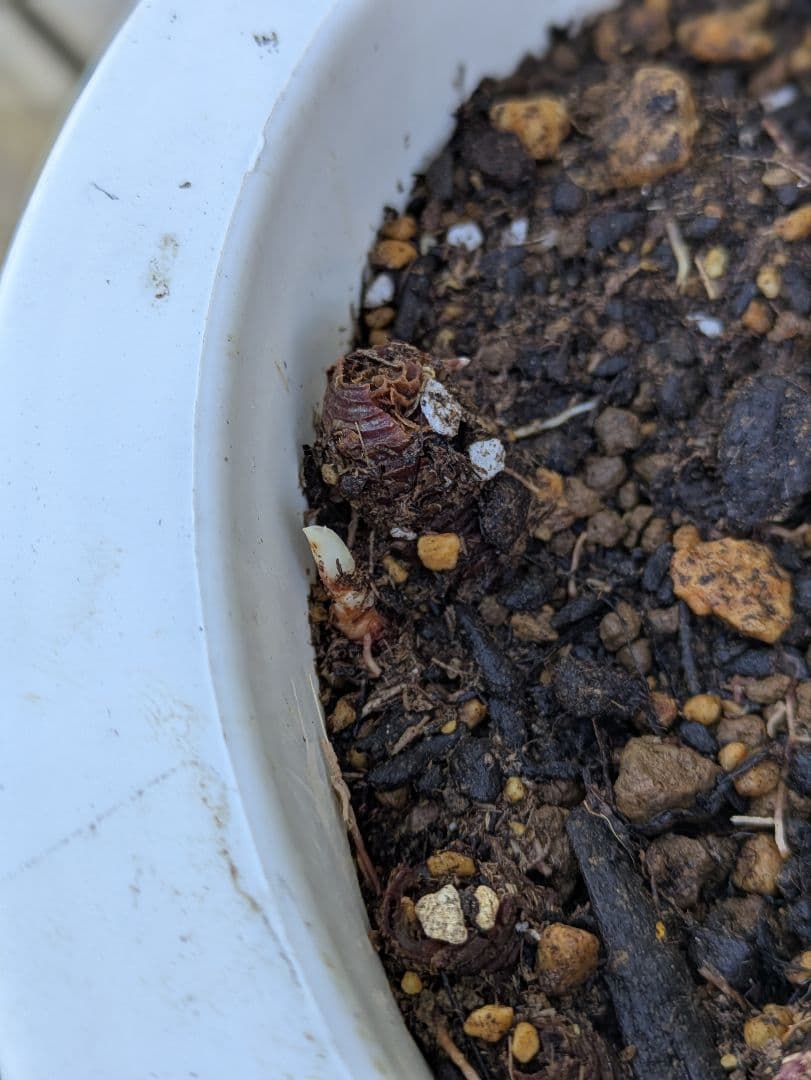 【コンパクトサイズ】ユッカ　デスメティアーナ子株付き