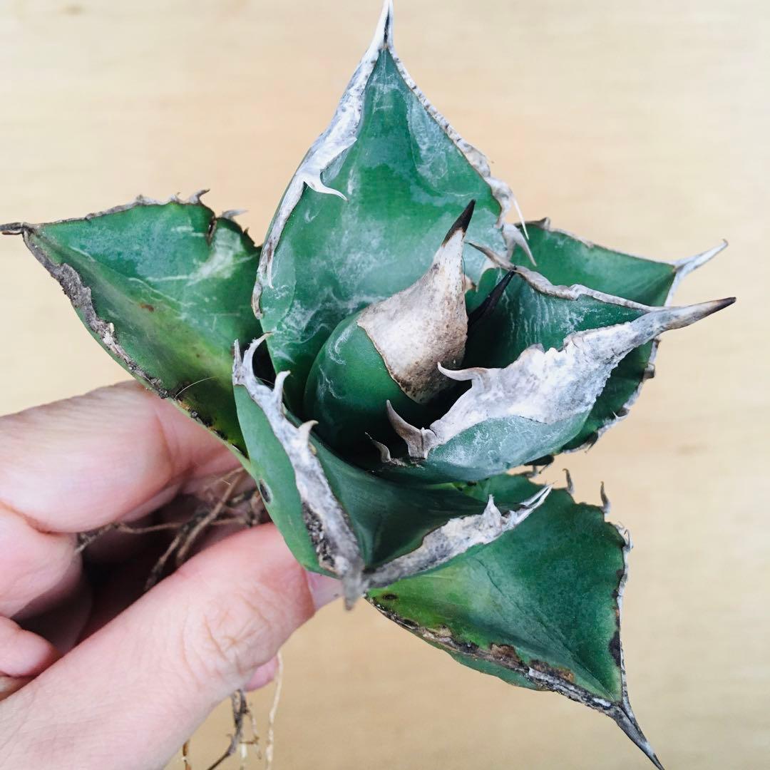 【稀少】トリケラトプス ビッグバンド アガベ チタノタ