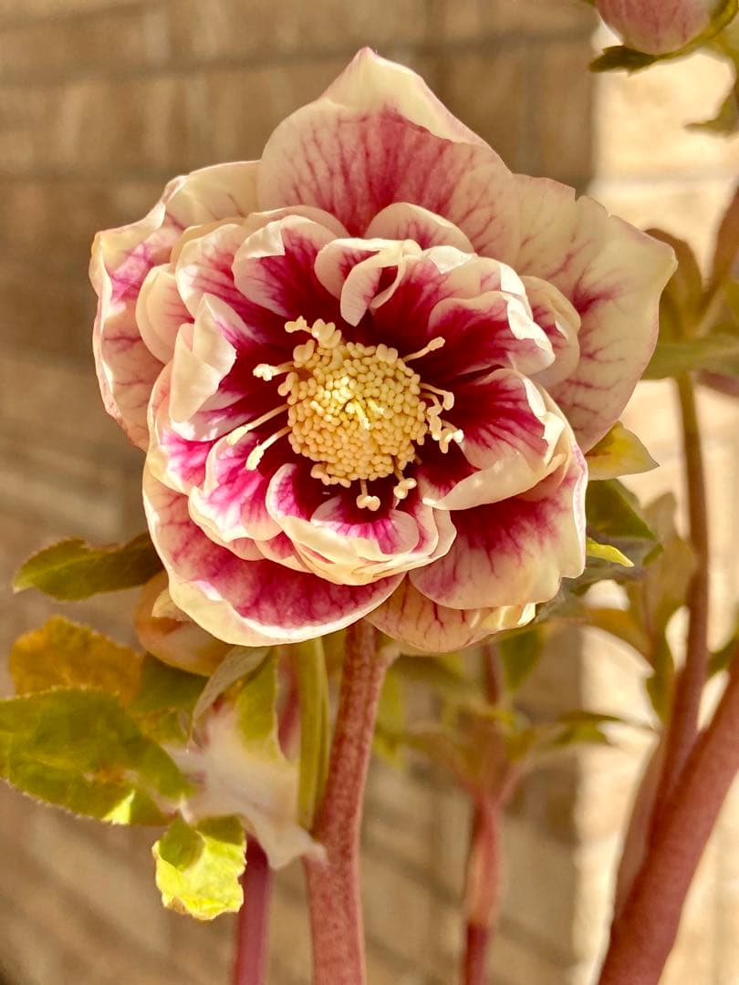 ソレイユセルフ苗★クリスマスローズ苗　リバーシブルオーレア