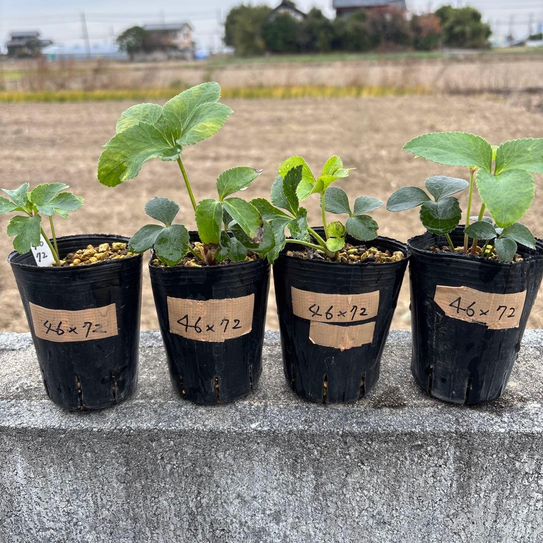 千重咲レッドグラデーション×超多弁ダリア咲クラッシックピンク★クリスマスローズ苗