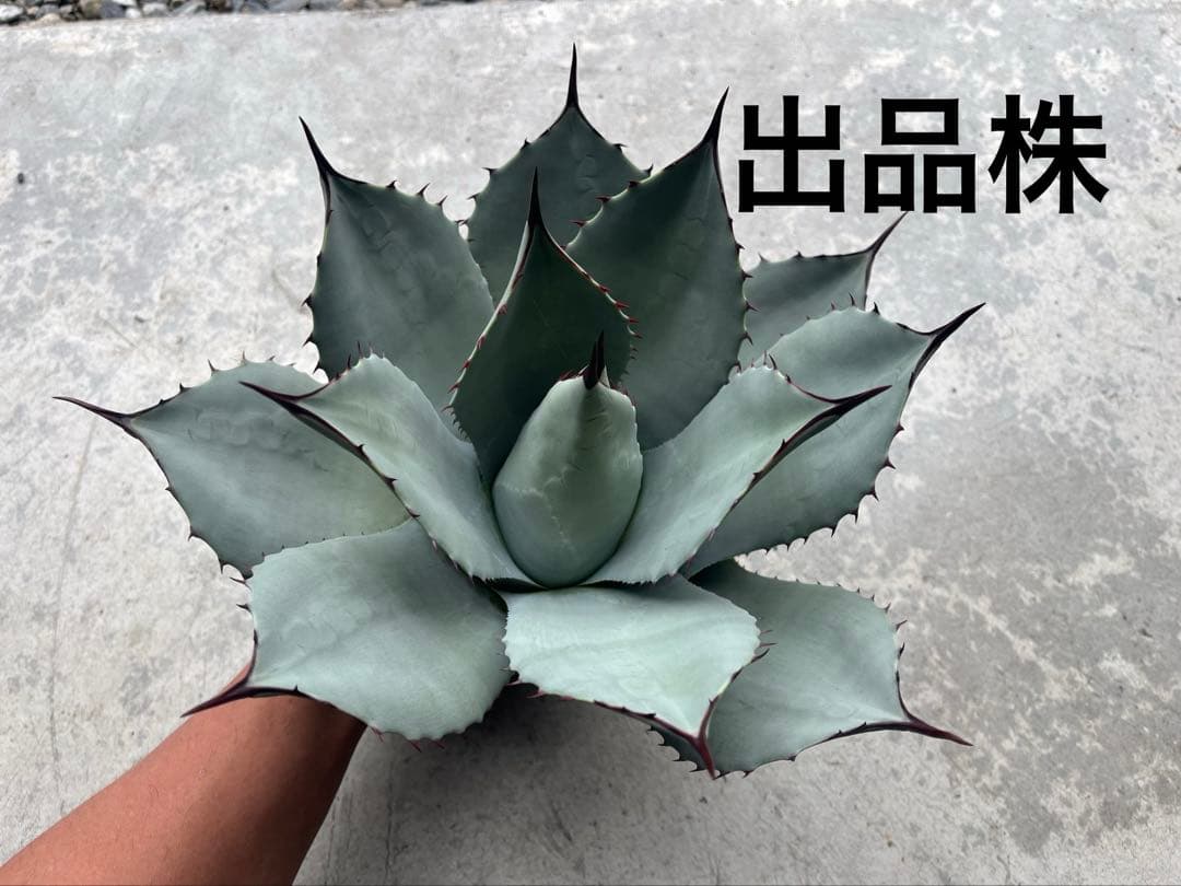 パリー 吉祥天 大株 アガベ 直径30cm ホーチエンシス トランカータ