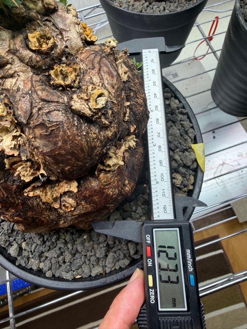 ユーフォルビア　ムランジーナ　美樹形　コレクション株