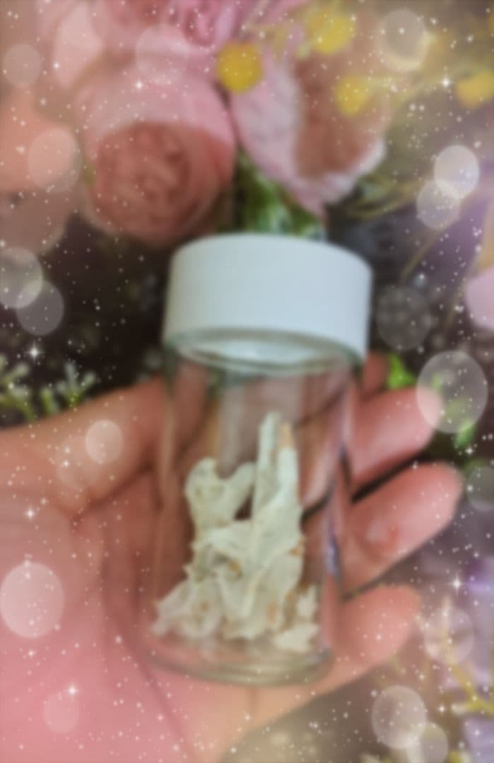 ねるぽページ♥️　チワワ　ぬいぐるみ　等身大　カズコオガワ