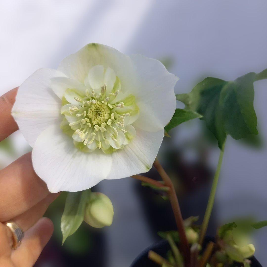 専用、お買い得！クリスマスローズ4個セット