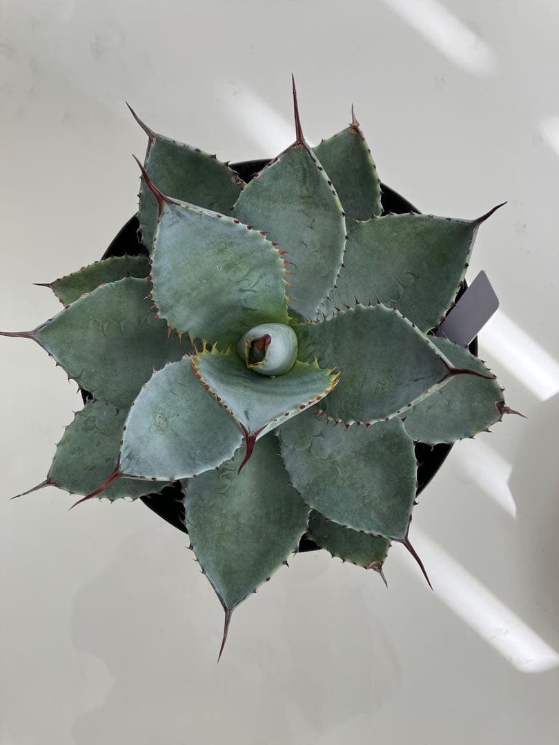 アガベ ドラゴントゥース　15センチ鉢