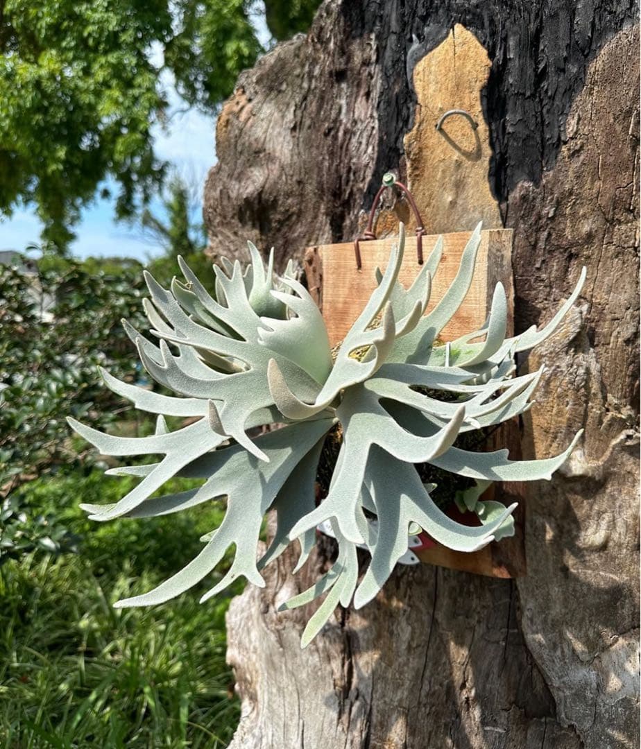 P.Gabriel pup ビカクシダ ガブリエル 株分け②