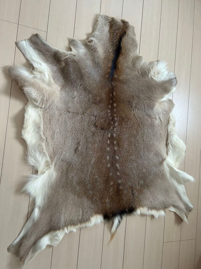 蝦夷鹿　エゾシカ　毛皮敷物　キャンプ　ブッシュクラフト