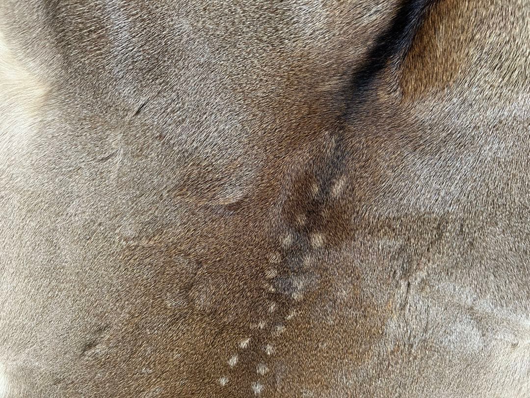 蝦夷鹿　エゾシカ　毛皮敷物　キャンプ　ブッシュクラフト