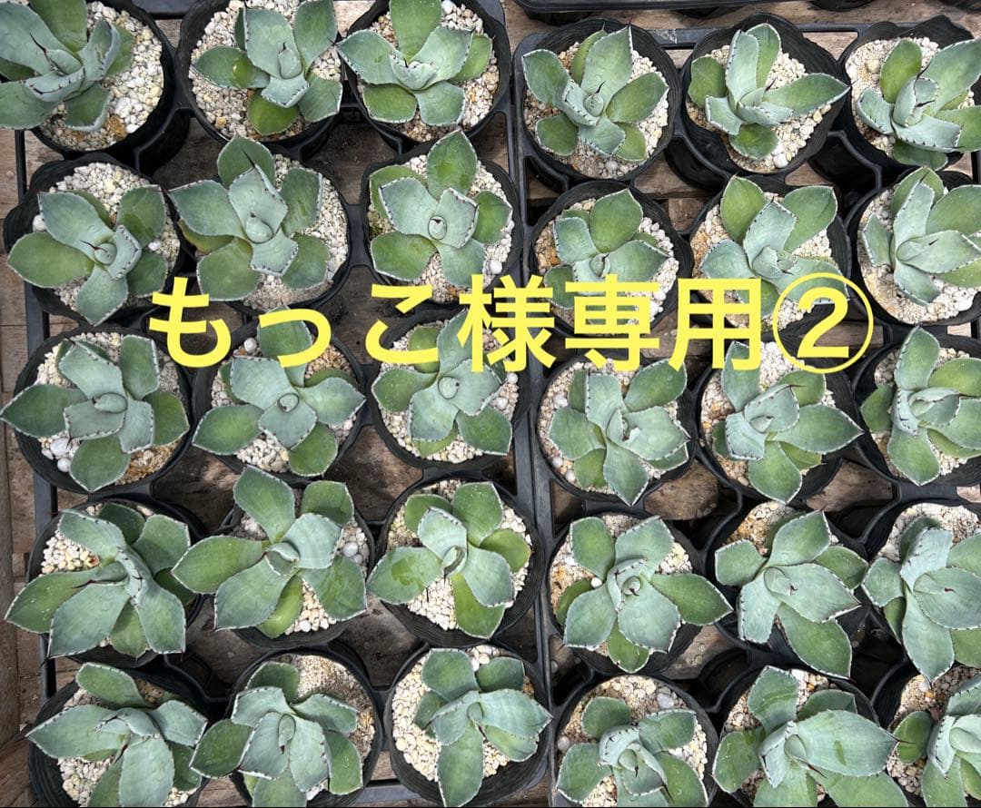 アガベパリートランカー