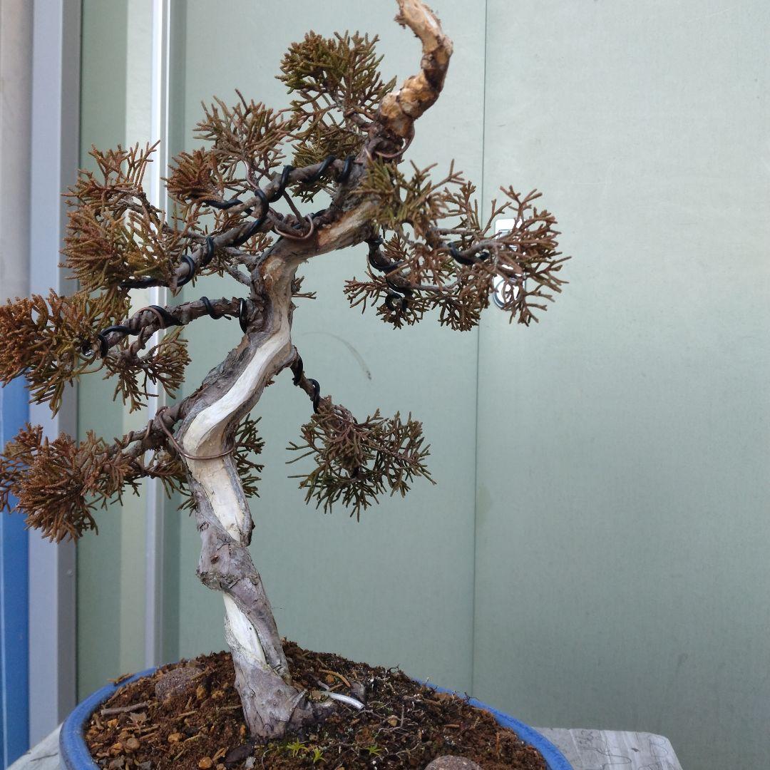 真柏（糸魚川）