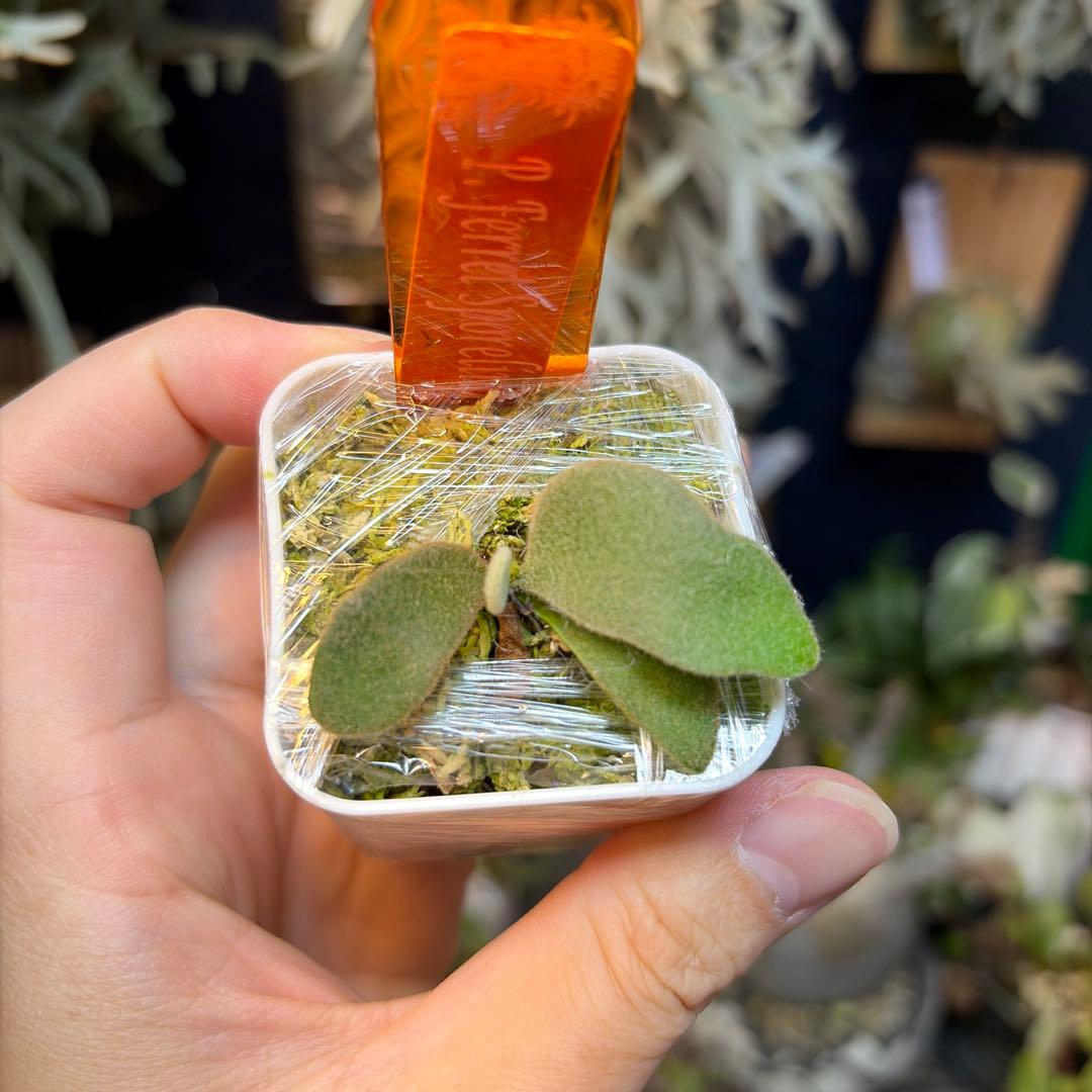 ビカクシダ Ferret sporeling