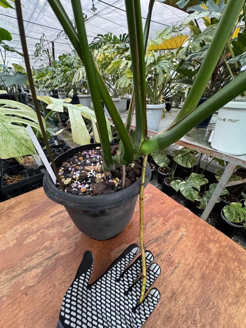 G2モンステラ　GOG