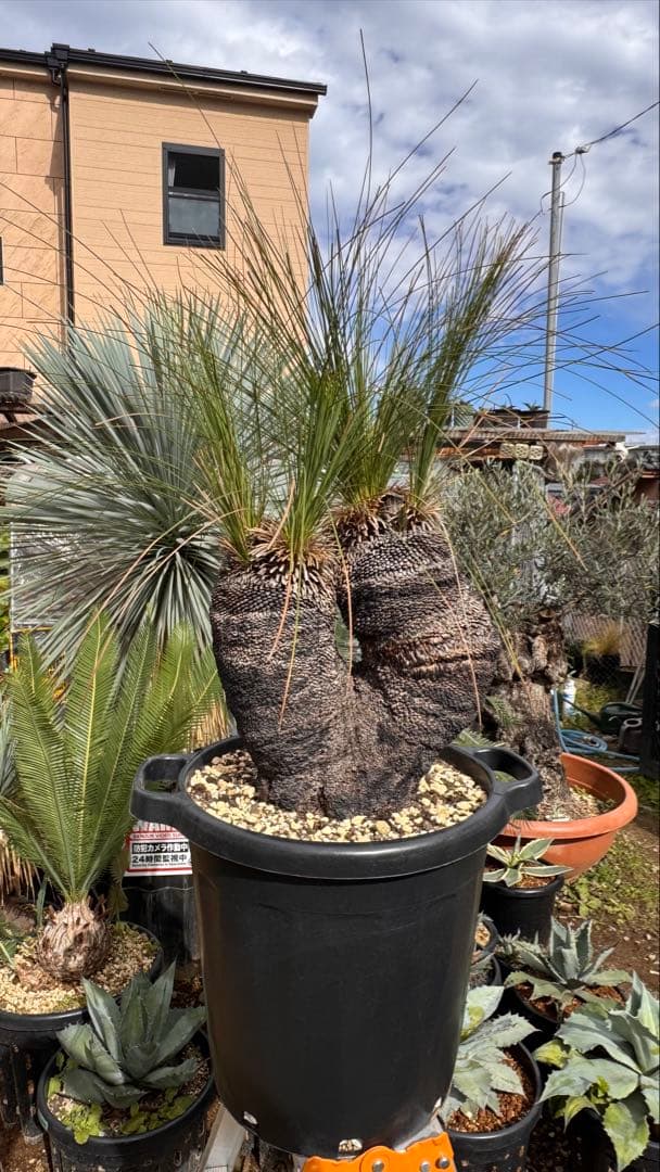 Xanthorrhoea ブラックボーイ クサントロエア ジョンソニー オージー
