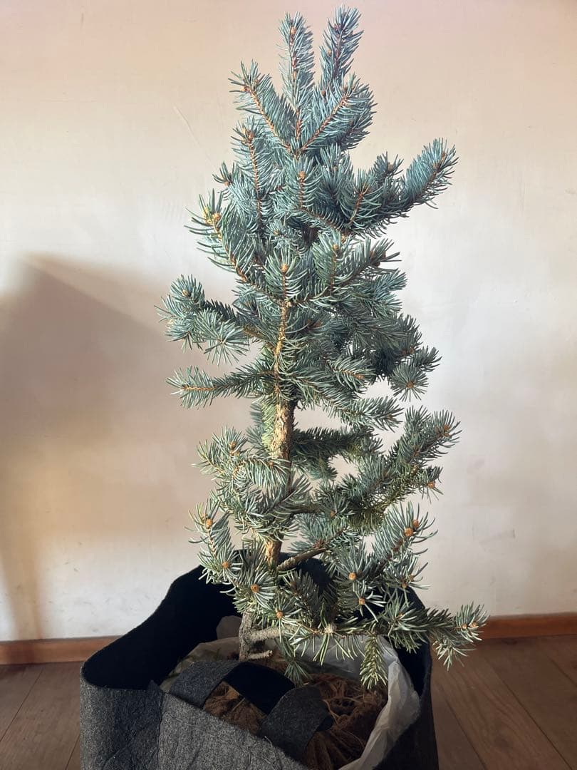 ⭐︎クリスマスセール ⭐︎ツリーに！ ピセア プンゲンス　ポプシー　コロラド　トウヒ