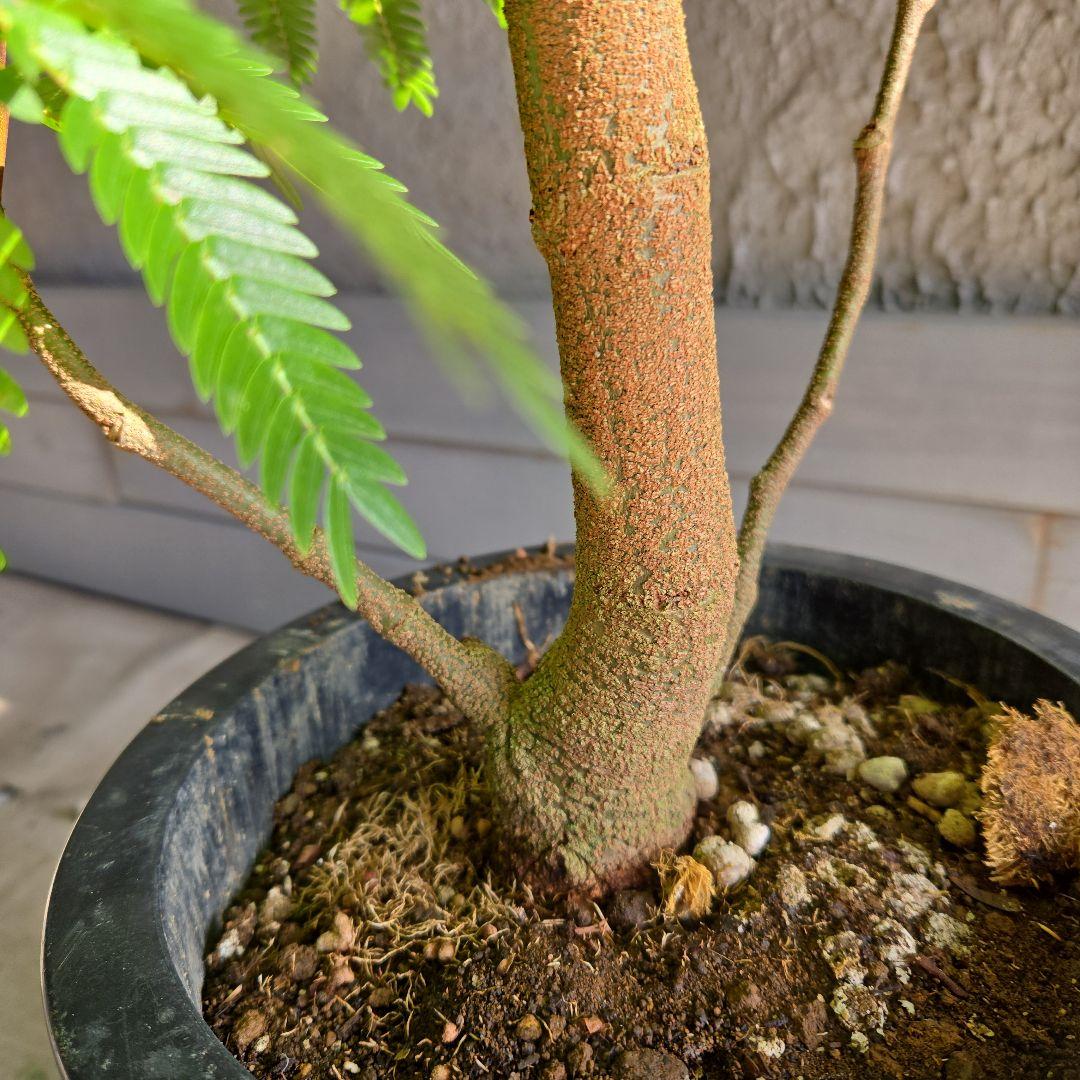 ⑭　エバーフレッシュ　８号　最高等級極上品‼️