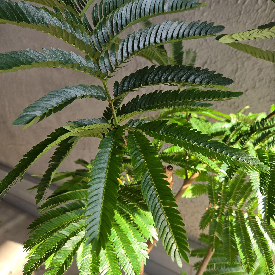 ⑭　エバーフレッシュ　８号　最高等級極上品‼️