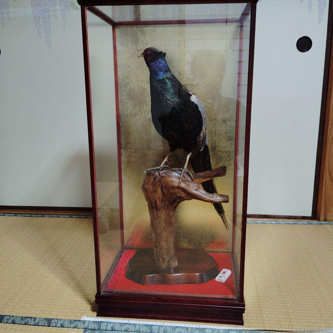 キジの剥製の 置物 ガラスケース入り❨直接引取り希望❩
