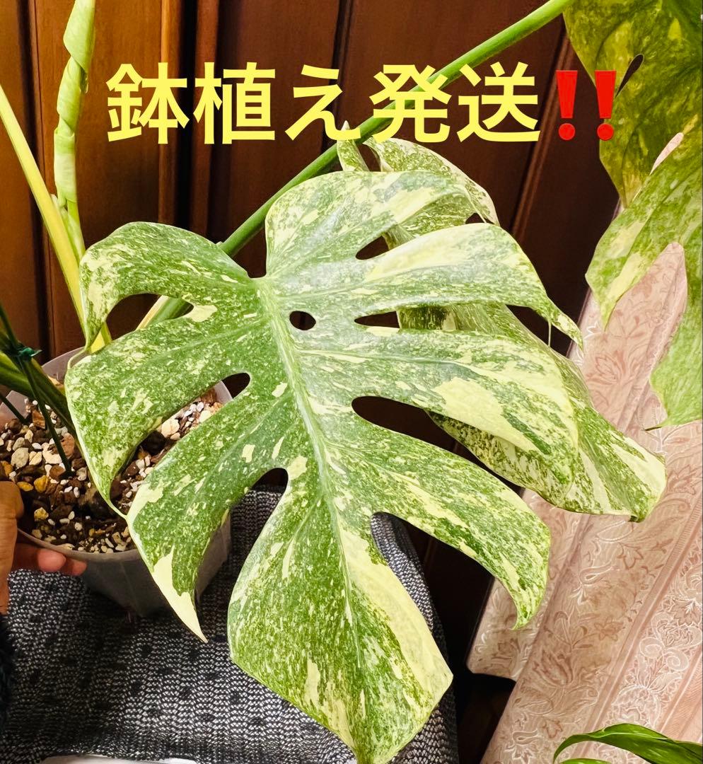 斑入りモンステラデリショーサダイアモンドレガシー