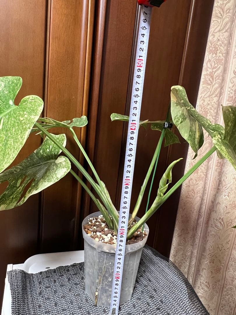 斑入りモンステラデリショーサダイアモンドレガシー