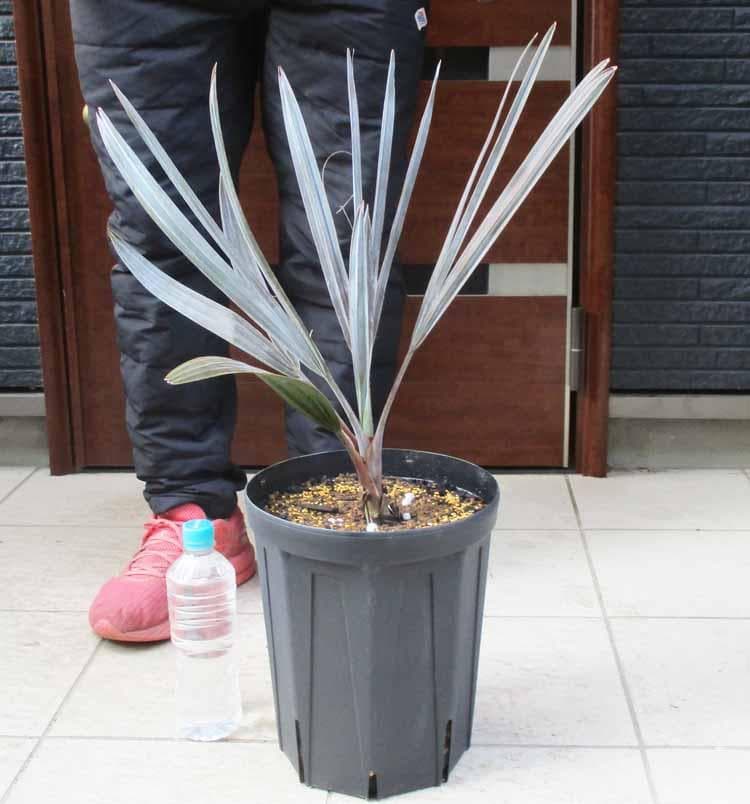 【現品】ビスマルキア・ノビリス　シルバー　椰子　ヤシ　8号　D9番