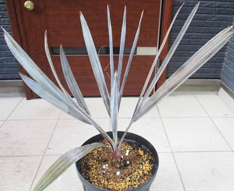 【現品】ビスマルキア・ノビリス　シルバー　椰子　ヤシ　8号　D9番