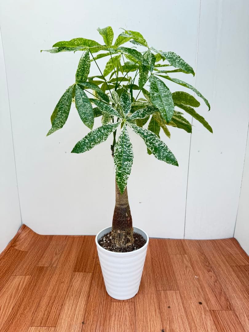 パキラ　ミルキーウェイ　3