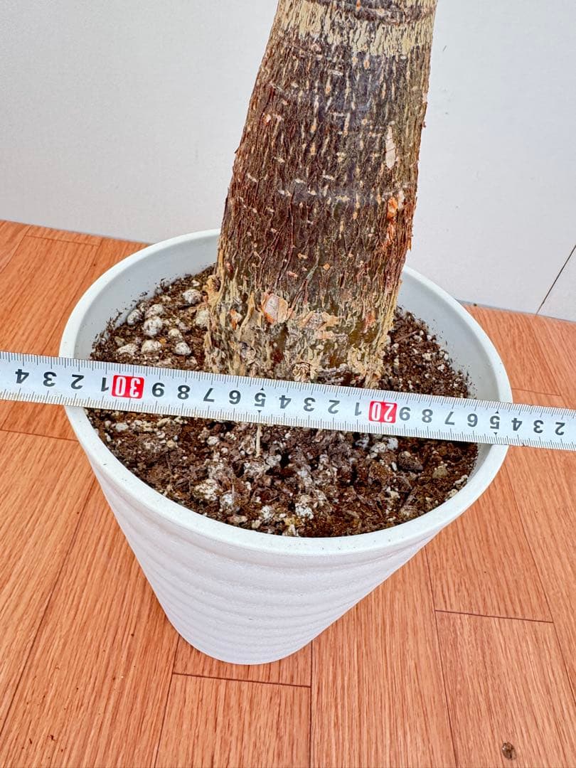 パキラ　ミルキーウェイ　3