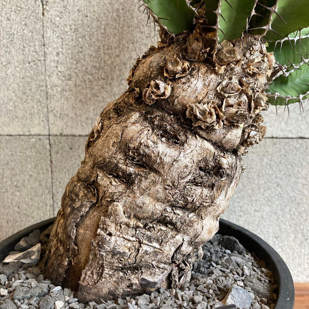 抜き苗 ユーフォルビア ムランジーナ 発根済み