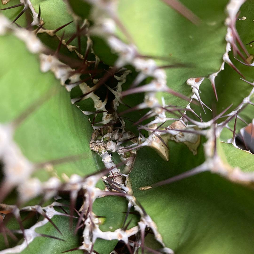 抜き苗 ユーフォルビア ムランジーナ 発根済み