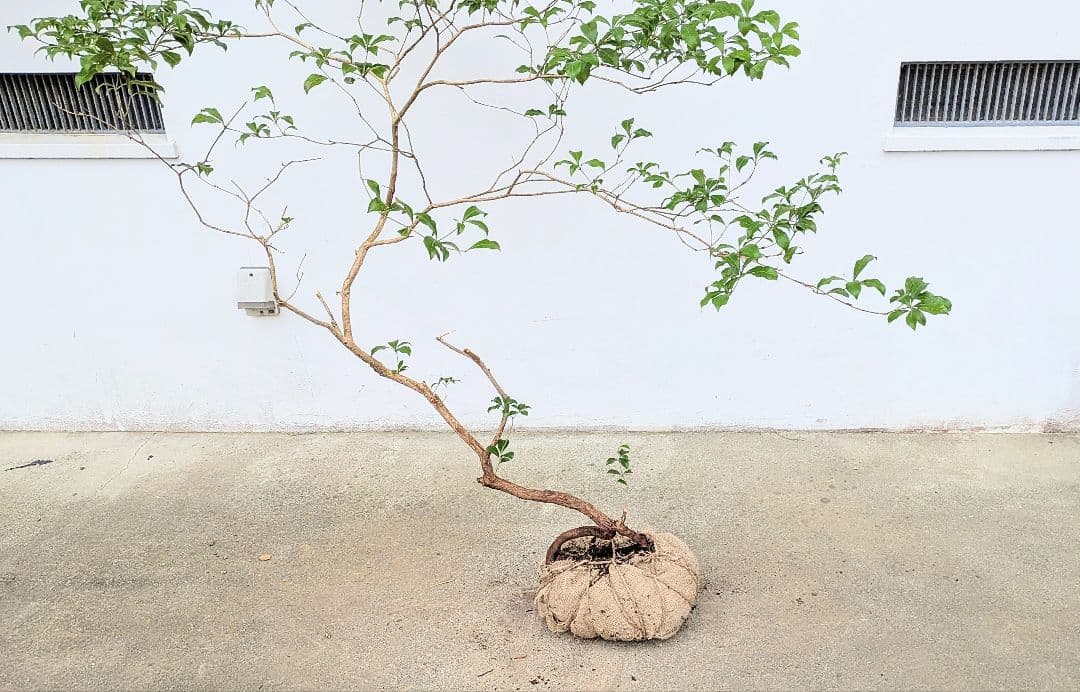 孤高。山採りアセビ。