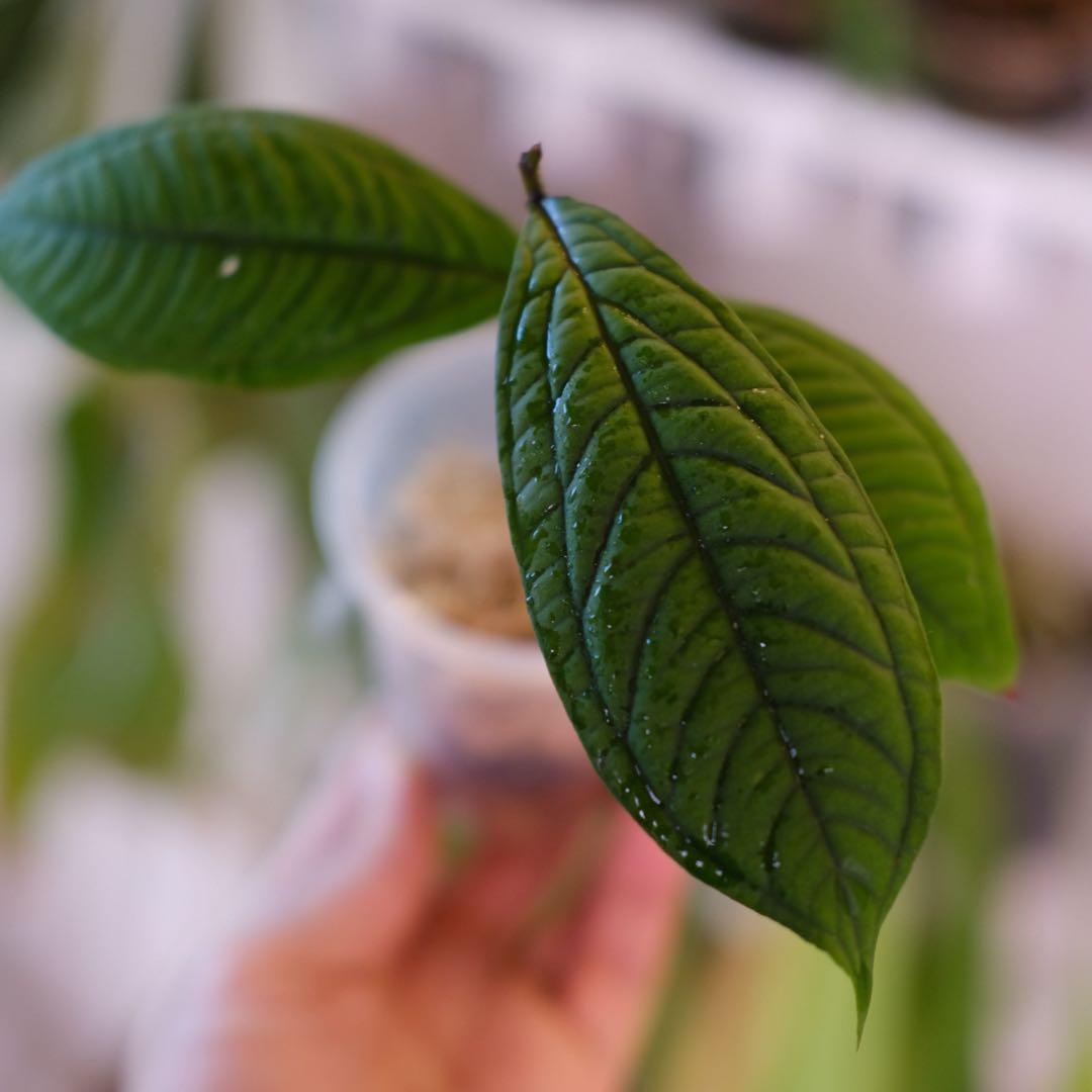 Syzygium jiewhoei｜シジギウム ジエホエイ