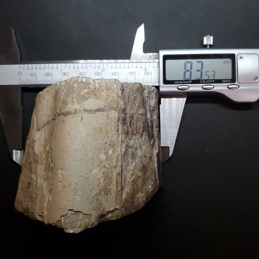 博物館級 トロペオグナトゥス 化石 上顎 恐竜 本物 83.53mm fr73