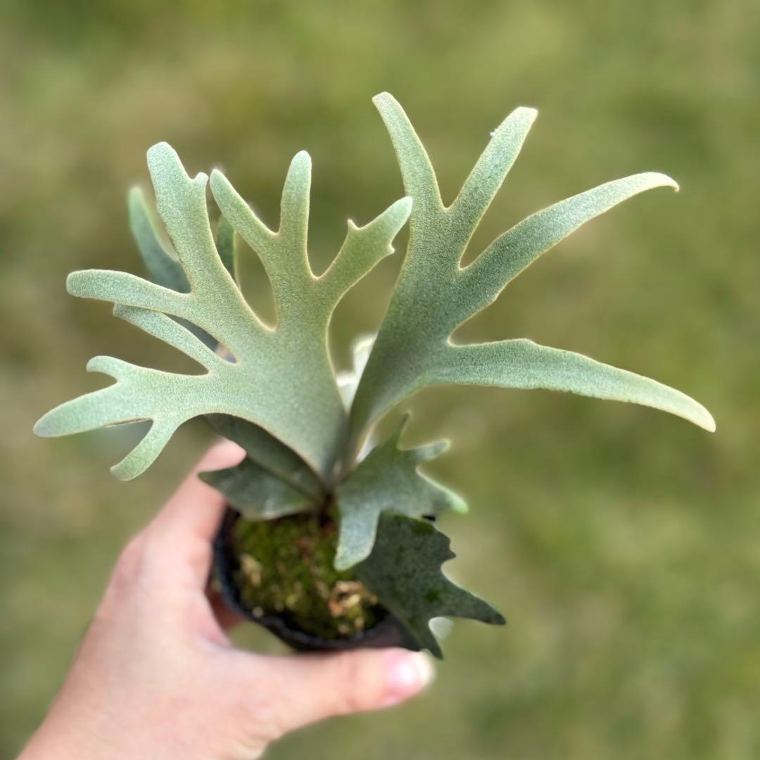 P. willinckii ’Jenny’ TC 2146 (大サイズ)