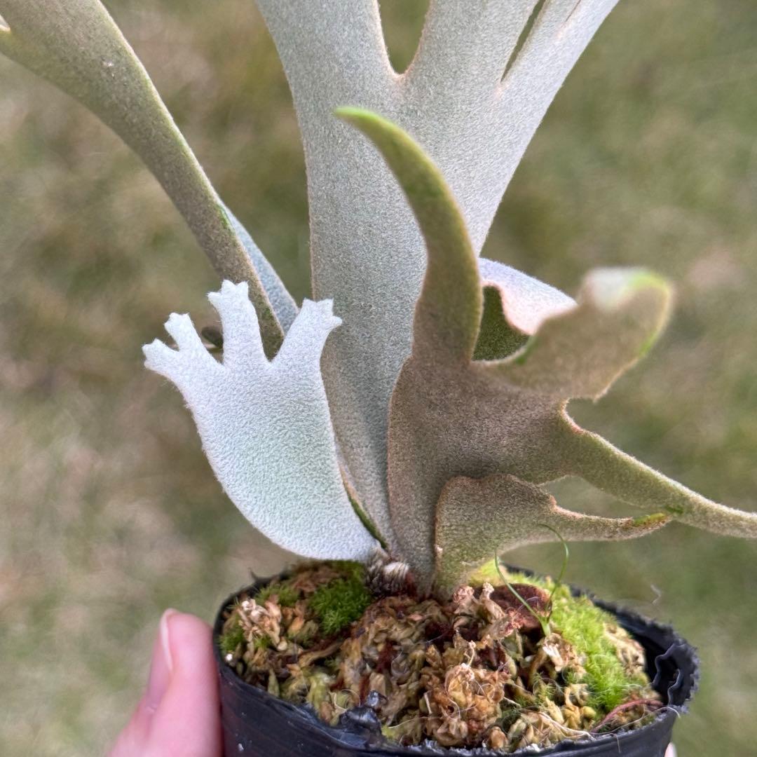 P. willinckii ’Jenny’ TC 2146 (大サイズ)