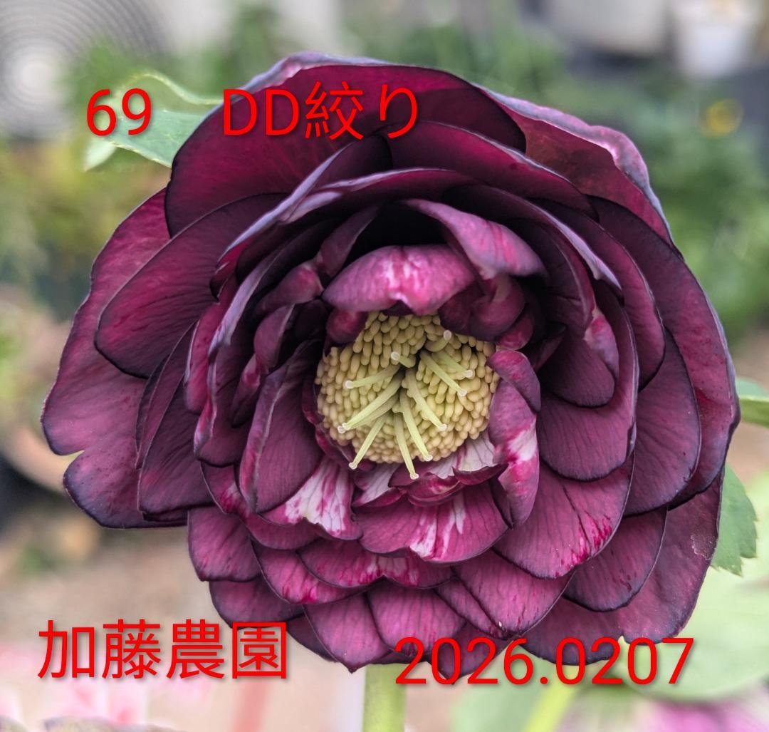 DD絞り ダークレッド系　（ブラック×グロスレッド・モーリーhyb）加藤農園