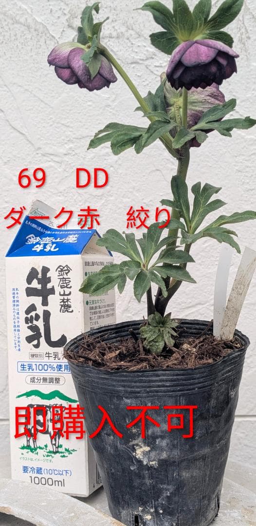 DD絞り ダークレッド系　（ブラック×グロスレッド・モーリーhyb）加藤農園