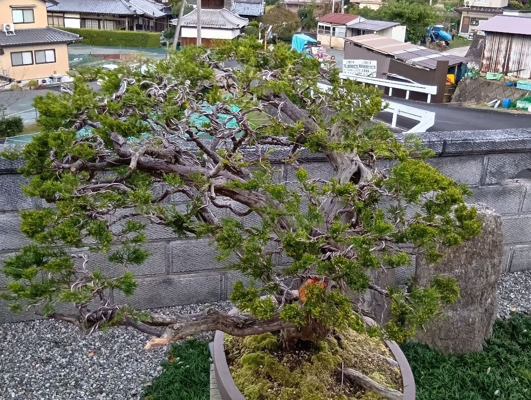 ‼️引き取り限定‼️ 糸魚川真柏 ‼️師走の大放出半価以下‼️今が超お買い得