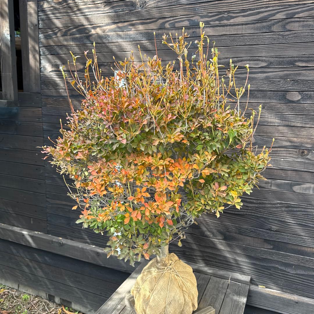 ドウダンツツジ/大株【現品発送】管理70738