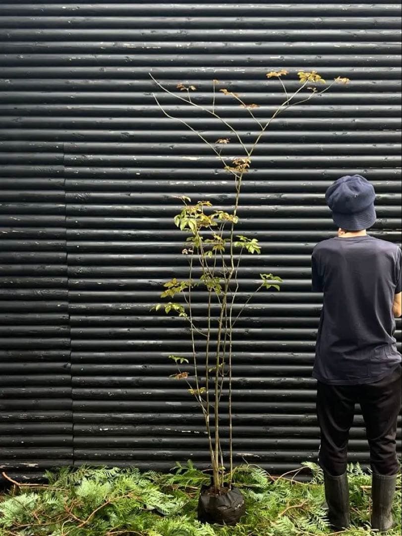 山採り天然　アオダモ　5本株立ち　82