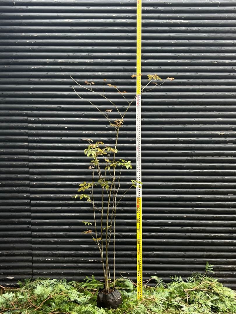 山採り天然　アオダモ　5本株立ち　82