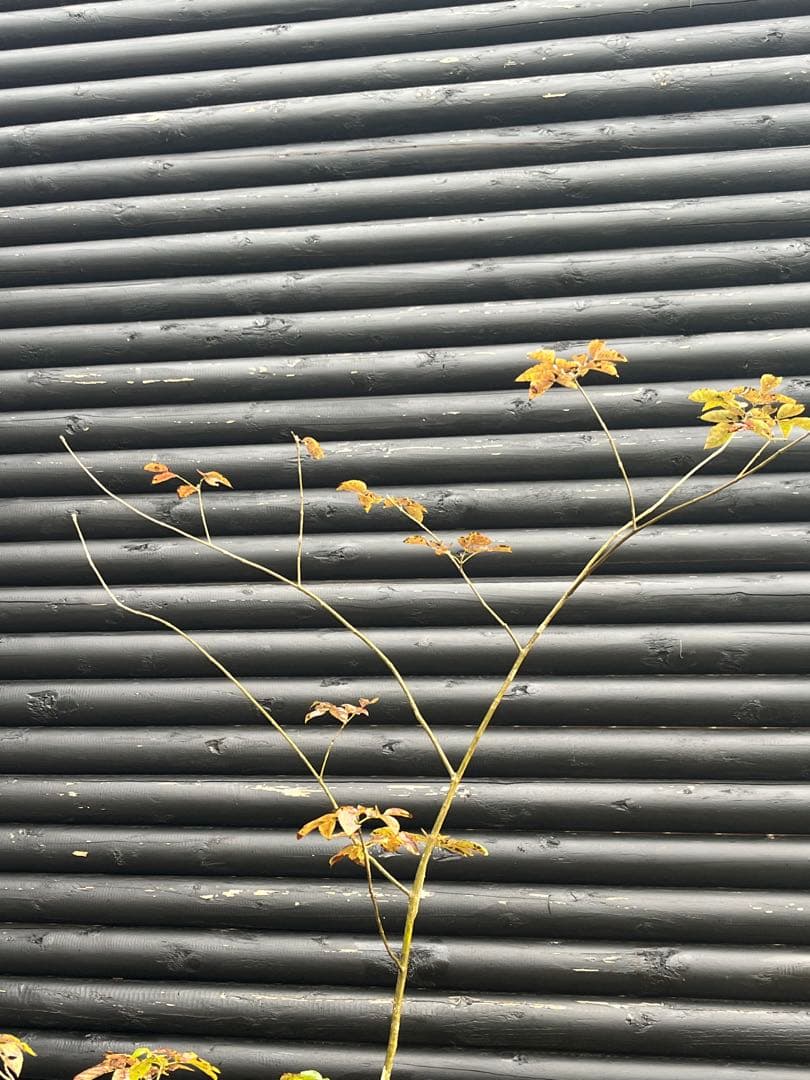 山採り天然　アオダモ　5本株立ち　82